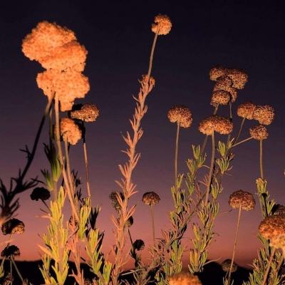 恒瑞医药A+H上市后首份年报：营收净利双增，国际化布局持续推进